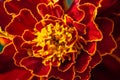 Dwarf double cultivar with deep maroon-mahogany flowers and orange centres Tagetes patula, French Marigold Ã¢â¬ËTiger EyesÃ¢â¬â¢ macro